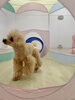 新しい遊びに挑戦中〜　はぴちゃん「ましゅまろ幼稚園🐾」