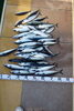 「5月24日の釣果　その1」