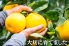 清家素直さんの「河内晩柑」「Gift ISHINO（ギフトの石野） 新居浜店」