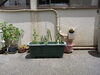 「６月に入って」