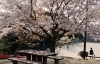 桜スポット特集 佐世保市 佐々町 波佐見町 川棚町の花見スポット まいぷれ 佐世保