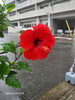 「～夏をイメージさせてくれる花達～」