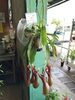 「食虫植物で、蚊もハエもサヨナラ！」