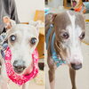 ピット＆TENちゃん「今日のお友達」
