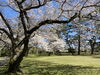 桜満開「出雲大社へお花見」