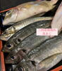 「🐟 【本日のおすすめ】鮮度抜群の海の恵みが入荷しました！」