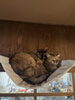 チャー「サビ猫姉妹のチャーとハン🐾」