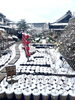 「本日の境内の様子です」