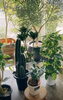 「インテリアにおすすめ♪ 観葉植物入荷しました！【越前市/花屋/生花/フラワーアレンジメント/ふるーれ・T】」