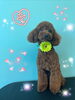 「可愛い子ちゃん♡ Dog salon mofu mofu 余市町」