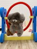 リリーちゃんジャンプ💨　奥にルルちゃん　「ましゅまろ幼稚園🐾」
