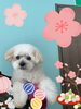 「Dog salon mofu mofu 余市町」