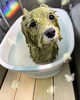 「可愛い子ちゃん♡ Dog salon mofu mofu 余市町」