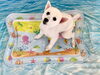 ＣＯＣＯちゃん「波とわんこ🌊」