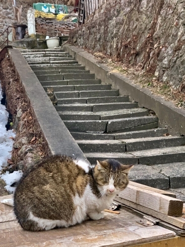 春は野良猫も、たくさん見かけるようになる「Good morning Otaru! ◎ 小樽の古民家ゲストハウスより」