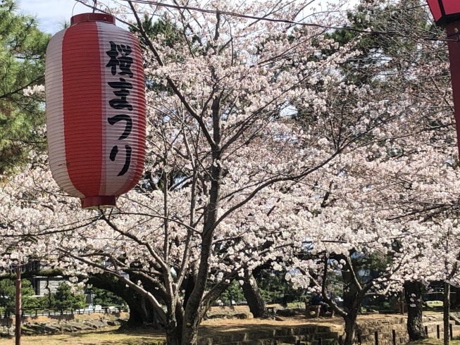 「和歌山城の桜見ごろです♪」