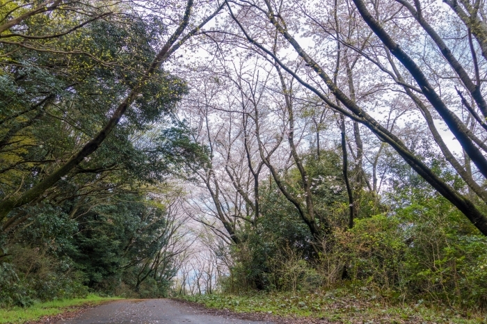 静かな環境で桜を楽しむことができます