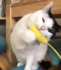 人見知りのみーちゃんも 最終日には遊べました「いろいろなタイプの猫ちゃん！お任せ下さい」