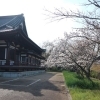 ■桜特集■日進市　五色園