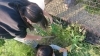 収穫の時だけお手伝いしてくれる子供達 笑笑「＊突撃わが家の晩ごはん＊@葉玉ねぎのすき焼き風」