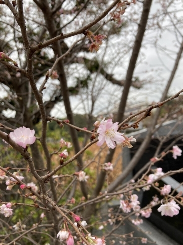 着物に描かれるお花を探し散策「着物お出かけ会【葛飾区限定！成人式の豪華振袖フルセットレンタル店】」