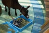 「夏休み『サマースクール』飼育係に挑戦！参加者募集中！」
