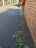 作業前「草刈り草むしり」