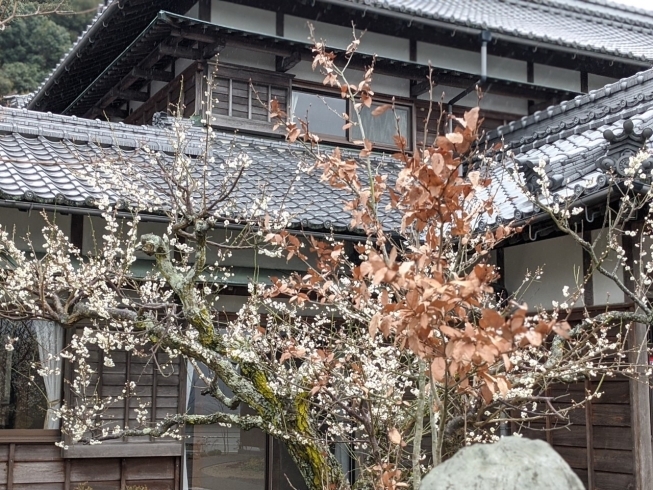 「雨の興雲寺（こううんじ）」