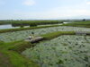 「水の公園福島潟　オニバス池のオニバス開花状況　2020.8.10現在」