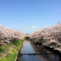 約3kmの桜並木のトンネルが圧巻！　海老川沿い｜船橋市