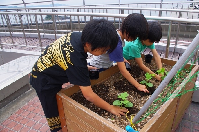 「ゴーヤの苗植え」