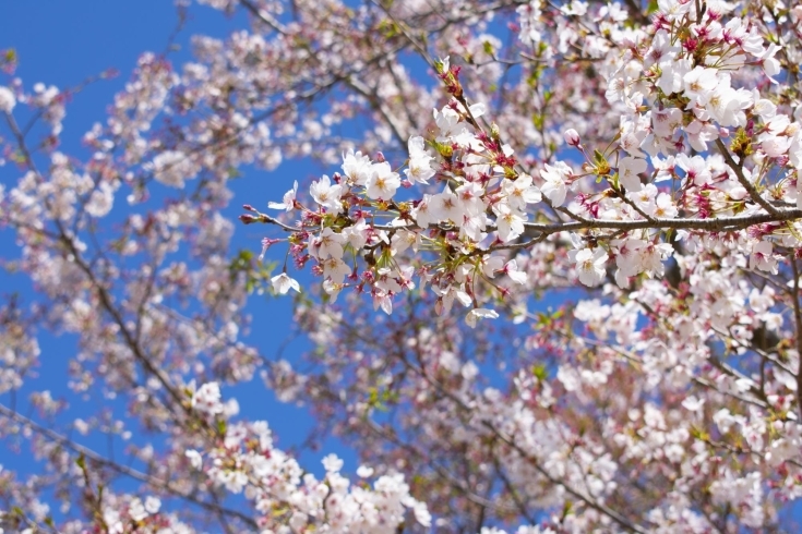 「天気の良い日は【笠間工芸の丘】でお散歩を」