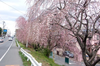 横断歩道を渡って近くへ