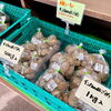 「種いもの販売を開始しました！」