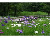 「『清澄庭園 ～花菖蒲と遊ぶ～（江東区）』」