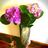 「精進料理と紫陽花」