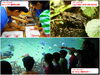「参加者募集！サマースクール【葛西臨海水族園】」