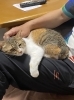 大好きなパパさんのお膝で オヤツ待ちが日課「7月も猫と快適に！夏のお留守番対策は？予約はお早めに！」