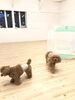 金魚くわえて走る　れん太くん「ましゅまろ幼稚園　Ⅴ」