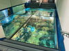 床がガラス貼りの水槽「福井県の水族館/静岡/熱帯魚/水槽レンタル/島田市/癒し/内装」