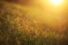 太陽のおかげで我々人間は生きています。「「太陽」っ当たり前の様にありますが、「太陽」がもし無かったらどうなっているのでしょうか？　　今日は「太陽」の雑学です。」