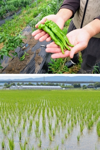 年1回以上、有機堆肥（バーク堆肥、鶏糞、牛糞等）を全面施肥「原田ファーム 新鮮京野菜」
