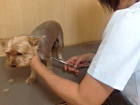 成田市内のペットホテル トリミングのお店まとめ 成田 印西 白井編集部選 気になる店舗特集 まいぷれ 成田 印西 白井