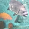 「魚魚市場鮮魚コーナーおすすめは「岩ガキ・ハマグリ」です♪」