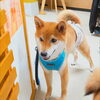 まるちゃん「今日のお友達」