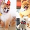 Pet Salon Rin(ペットサロンリン)