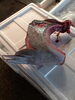 「マグロのカマ」