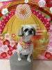 シーズーのモカちゃん🍒「新年✨トリミング🐶🐾」