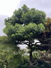 剪定前「珍しい庭木。横浜市磯子区、金沢区、植木、造園のご相談は庭一。」