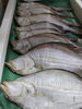 「干物」